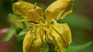 Fleur Calylophus   JLB