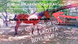 OT BIZNESI BU JUDA KOTTA BOYLIKMI YILIGA BITA OTDAN 5000$