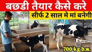 टॉप की कटी बछड़ी तैयार कैसे करे | how to prepare the calf l cow ke bacche ko kaise taiyar Kare