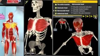 20 Muscle and Motion   Anatomy of the Muscular System   YouTube