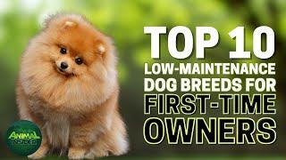 Top 10 Low-Maintenance Dog Breeds for First-Time Owners