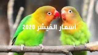 اسعار الروز و الفيشر في الجزائر 2020