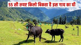 55 सौ रुपए किलो बिकता है इस गाय का घी, क्या है बद्री गाय की खासियत (Himalayan Pahadi Badri Desi Cow)