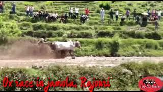 ox race in jamola Rajouri  top ox races new ox race Rajouri 2022