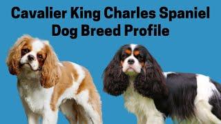 Cavalier King Charles Spaniel Dog Breed Profile