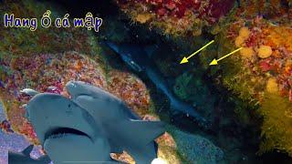 Phát Hiện Hang Ổ Cá Mập Dưới Biển Sâu | Không Thể Bắt Vì Hang Đá Quá To