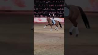 Just for fun  #edit #fyp #animals #horse #equine #sports #dressage #viral #equestrian #music