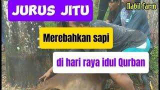 Proses pengikatan,merebahkan sapi kurban di hari raya idul Qurban||Nabil farm