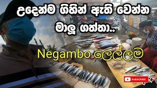 උදෙන්ම ගිහින් අඩුවට මාලු ගන්න විදිය - Negambo Lellama ( Fish market) 