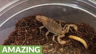 Scorpion uses stinger to kill its prey