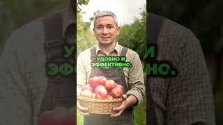 Особенности полива садовых деревьев