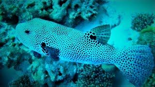 Starry puffer (Arothron stellatus) stellate puffer, starry pufferfish, starry toadfish