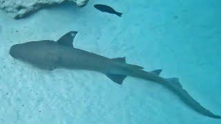 Diver Finds Sleep Nurse Shark With Missing Pectoral Fin