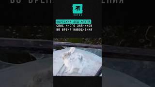 Якутский дед Мазай спас много зайчиков во время наводнения #Якутия #животные #спасение #добро #заяц
