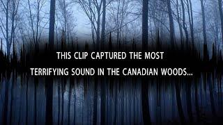 5 Scary Unexplained Sounds Recorded From The Woods… | Headphones ON Challenge!