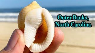 HOW TO FIND SHELLS