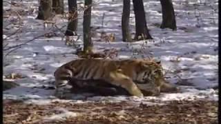 Siberian Tiger Hunts Deer