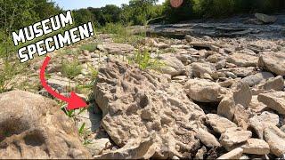 DEADLY DROUGHT EXPOSING GAINT FOSSILIZED CORAL | TRACE FOSSILS AMMONITES