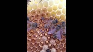 Sacbrood in my hive 2014