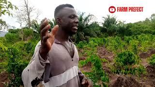 Best Varieties of Yam in Ghana (How and When to plant them)