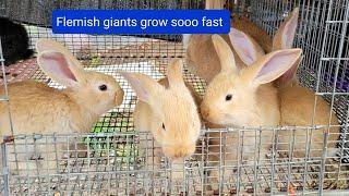 How fast Flemish giant rabbits grow up. showing different stages.