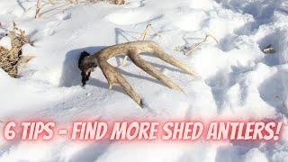 6 Tips for finding more shed deer antlers
