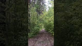 #Shorts Пришёл октябрь. Осень Новосибирск.