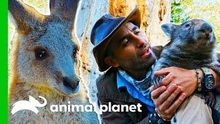 Studying Some Of Australia's Marsupials | Coyote Peterson: Brave The Wild