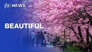 Thousands admire early-blooming cherry blossoms in Japan