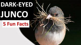 DARK-EYED JUNCO Facts all about this abundant bird - Junco hyemalis