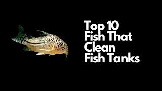 Top 10 Fish That Clean Tanks 
