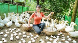 Harvesting A Lot Of Duck Eggs Goes To Market Sell - Selling grown pigs | Phương Free Bushcraft