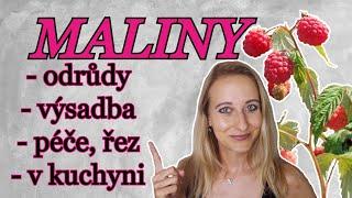 MALINY: Základní informace o pěstování malin | VÝSADBA,ODRŮDY, PÉČE, ŘEZ, HNOJENÍ A MALINY V KUCHYNI