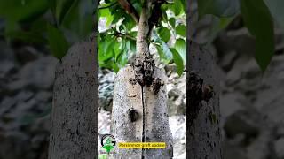 Persimmon tree grafting techniques #shorts #bestvideo #budding