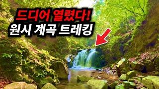 출입금지 해제 15년만에 드디어 개방| 원시 숲과 계곡을 건너다니는 이색 트레킹 코스 | 뛰어난 절경 자랑하는 계곡과 폭포 트레킹 | 당일치기 트레킹 여행 코스 추천