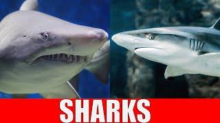 SHARKS for Kids | Learn Different Types of Sharks in the Ocean