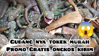 jual bibit tokek termurah se Indonesia _ kota solo