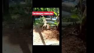 anjing hajar kucing dengan tendangan memutar