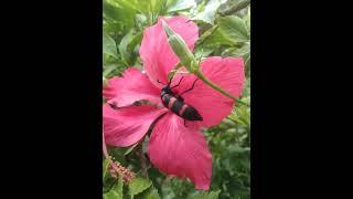 Mobile photography  !!video photography ideas and tricks!! Abhishek paul photography