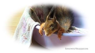 Доброе утро, милые белочки! Good morning, lovely squirrels!