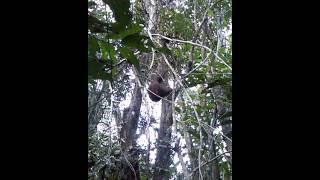 Two-toed Sloth Relocation in the Wild