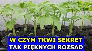 Czym Nawożę Sadzonki Warzyw. Kwasy Humusowe, Ulmowe, Fulwowe i Huminy. Jaka Ziemia do Rozsad Warzyw.