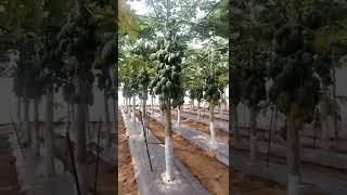 रेड लेडी 786 पपीता की खेती | Red Lady 786 Papaya Farming