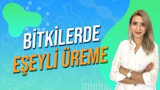 BİTKİLERDE EŞEYLİ ÜREME | Seda Hoca Biyoloji  #ayt2024