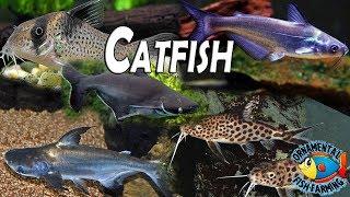 All The Varieties of Freshwater Catfish is Shown in This Video tropical aquarium fish