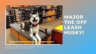 Best Husky Trainers in PA ||| 4 Year Old Husky, Major