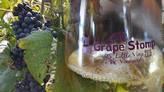 Little Vine Vineyard & Winery - 2nd Annual Grape Stomp 2019