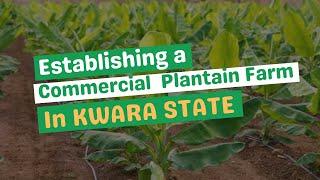 COMMERCIAL PLANTAIN FIELD ESTABLISHMENT IN KWARA STATE, NIGERIA/ Field setup for our client.