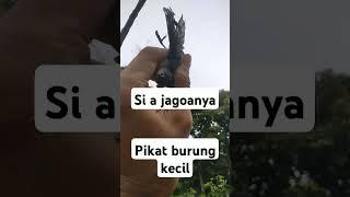 pikat burung kecil di belakang rumah masih lestari#kicaumania #pikat #burcil #kacergacor