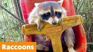 Silly Raccoon Reactions | Funny Pet Videos